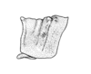 Mezentia gibbera Stål, 1878: Fig. 2. male pronotum, lateral view. (Otu).