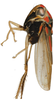 Habitus, lateral view on Brazosa campinacu Pinedo-Escatel & Dietrich, 2020: (Observation).