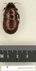 Panesthia angustipennis angustipennis (Illiger, 1801): Copyright Natural History Museum, London. Paralectotype (female nymph) of synonym Panesthia ruficeps in BM(NH). Dorsal view. (Otu).