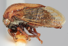 Habitus, lateral view on Gargara (Gargara) nitidipennis Funkhouser, 1914: (Observation).
