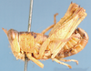Harpethericles validus Descamps, 1977: male, lateral view. (Otu).