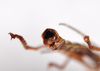 CollectionObject 1561530; 74a7b596-def1-4fe2-a8ae-0629914dd868: copyright ZMHB, Berlin. male, end of abdomen from above (holotype). (CollectionObject).