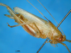 CollectionObject 1521368; 1eabd2a7-f3c3-41d2-9393-66eb2acc7530: male, dorso-lateral view (holotype). (CollectionObject).