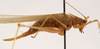 CollectionObject 1534524; 1b697d63-e1c7-4f21-8340-654d3ad4660c: female, lateral view (holotype of Xiphidiopsis celebensis). (CollectionObject).