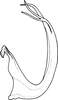 Aedeagus, lateral view on Eurhadina (Singhardina) secunda Dworakowska, 2002: Aedeagus, lateral view. (Observation).