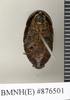 CollectionObject 1572868; 7258634a-17f3-4573-b2a8-59016247e40f: Copyright Natural History Museum, London. Non-type (adult male) in BM(NH). Ventral view. (CollectionObject).