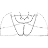Abdomen, sternal apodemes, ventral view on Dziwneono septembris Dworakowska, 1972: Abdomen, sternal apodemes, ventral view. (Observation).