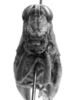 CollectionObject 1525199; 2effc462-9bd3-42aa-a87b-eecf0b822898: female, frons (allotype). (CollectionObject).