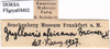 CollectionObject 1530794; 2f106251-bbd1-4c33-bc70-dae2d97ef865: male, label. (CollectionObject).