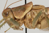 CollectionObject 1527093; fc4e2767-a738-4726-a993-84b6daf1bb14: male pronotum, lateral view (holotype). (CollectionObject).