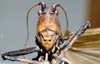 CollectionObject 1577006; cf2652dd-b146-4e44-85cb-76be82f54fb2: female frons (syntype). (CollectionObject).