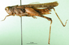 CollectionObject 1501343; 8b608fe1-c9d3-4573-9e70-9a837a422d31: female, lateral view (holotype of Chirista interrupta). (CollectionObject).