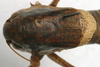 CollectionObject 1475683; e738de83-eaa5-4702-8adc-9cb47d3304e6: male pronotum, dorsal view (paratype). (CollectionObject).