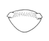 Ceuthophilus (Hemiudeopsylla) californianus Scudder, 1862: Fig. 795. male subgenital plate. (Otu).