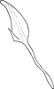 Aedeagus, lateral view: Aedeagus, lateral view. (Observation).