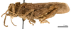 CollectionObject 1478065; 4cb85b59-6194-4213-a431-f3db37295a85: male, lateral view (holotype). (CollectionObject).
