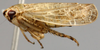 Habitus, lateral view: !! display not done !! on Allygidius Ribaut, 1948: Allygidius abbreviatus, laterally (INHS). (Observation).