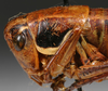 CollectionObject 1517120; 10e19e0d-08b0-4d1f-afde-6a69e9c11da2: pronotum lateral (holotype). (CollectionObject).