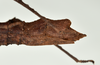 CollectionObject 1598198; 7ccb4a25-dbc4-4e46-a2c2-890ff09c27dd, QM T246607: copyright QM. female: end of abdomen, lateral view (holotype). (CollectionObject).