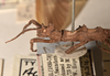 CollectionObject 1561575; 54e91f42-77a6-44e7-9373-57c31594d9a9: copyright UMO. male juv., head & thorax, lateral view of Acanthoderus otys (holotype). (CollectionObject).