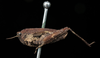 female (syntype), lateral view. Depicts CollectionObject 1531096; UZIU Thunberg Collection nr 22290, 3b538941-7dd4-445a-971f-c6e18df742db, a CollectionObject.