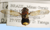 Habitus, dorsal view: !! display not done !! on Teletusa limpida (Signoret, 1856): male: Teletusa limpida, Brazil, INHS. (Observation).