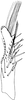 Subgenital plate, ventral view on Distantasca serratipenis (Qin & Zhang, 2007): Subgenital plate. (Observation).
