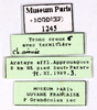 CollectionObject 1587287; MNHN(SF IMPORT DUPLICATE) MNHN-EP-EP1245, 84ed3c27-325d-41cd-a54d-7db9d04db41f: CC BY-NC-ND 4.0/MNHN - Depraetere Marion - 2014. Non type, female. Specimen number: MNHN-EP-EP1245. http://coldb.mnhn.fr/catalognumber/mnhn/ep/ep1245. (CollectionObject).