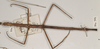 CollectionObject 1561617; bca6f1df-f224-484e-9816-40e80770a32c: copyright OUMNH. female, dorsal view of Bacillus artemis (holotype). (CollectionObject).