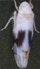 Habitus, dorsal view: !! display not done !! on Eurhadina (Eurhadina) loewii (Then, 1886): Habitus (male). (Observation).