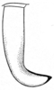 Arethaea constricta constricta Brunner von Wattenwyl, 1878: Pl. VIII, Fig. 5 (after topotype). male cercus, dorsal view. (Otu).