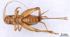 CollectionObject 1964889; 7f1a8e84-b6ba-42b1-84fd-99f2f7c2ec10: Female, ventral view (paratype). (CollectionObject).