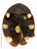 CollectionObject 1587495; MNHN(SF IMPORT DUPLICATE) MNHN-EP-EP766, 4bc2db4d-fe61-46eb-b9ab-70a0561a5dec: CC BY-NC-ND 4.0/MNHN - Depraetere Marion - 2014. Paratype, female, of regularis Grandcolas, 1993. Specimen number: MNHN-EP-EP766. http://coldb.mnhn.fr/catalognumber/mnhn/ep/ep766. (CollectionObject).