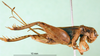 CollectionObject 1501954; be009a29-e8a4-4615-961f-1db9b2691116, MfN 1009: female, lateral view (holotype). (CollectionObject).