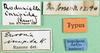 CollectionObject 1501378; 44ef95e3-f51f-41ec-a481-79255d03d035: labels (holotype). (CollectionObject).