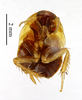 CollectionObject 1587607; MNHN(SF IMPORT DUPLICATE) MNHN-EP-EP1523, 847fcbbd-20c5-4e48-ae73-75886b3c4695: CC BY-NC-ND 4.0/MNHN - Depraetere Marion - 2014. Syntype, sex unknown, of perpulchrum Shelford, 1910. Specimen number: MNHN-EP-EP1523. http://coldb.mnhn.fr/catalognumber/mnhn/ep/ep1523. (CollectionObject).
