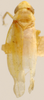 Habitus, dorsal view on Erythridula nondescripta (Johnson, 1935): Habitus (holotype, OSU collection). (Observation).