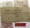 CollectionObject 1505744; a1647510-cad0-42bf-add2-13e0df0dc68b: labels (syntype). (CollectionObject).