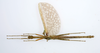 CollectionObject 1590189; 05bcff16-7f04-4c4e-ae04-145c53476550: copyright USNM, Washington. male, dorsal view (paratype). (CollectionObject).;CollectionObject 1590190; ab173c49-77dc-406d-88c5-2e88b64a208f: copyright USNM, Washington. male, dorsal view (paratype). (CollectionObject).