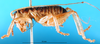 CollectionObject 1500177; a5ee366d-9d17-4d22-873a-f066a06453a0: male, lateral view (syntype). (CollectionObject).