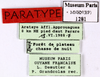 CollectionObject 1587309; MNHN(SF IMPORT DUPLICATE) MNHN-EP-EP1281, 13cfc6bf-d34e-4e15-82f1-35c230d982f5: CC BY-NC-ND 4.0/MNHN - Depraetere Marion - 2014. Paratype, male, of akinetum Grandcolas, 1991. Specimen number: MNHN-EP-EP1281. http://coldb.mnhn.fr/catalognumber/mnhn/ep/ep1281. (CollectionObject).