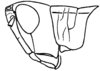 Stereotettix paralogistes Rehn, 1906: Fig. 34B. male head and pronotum, lateral view. (Otu).