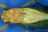 CollectionObject 1566244; 979cc6e8-1320-4467-9e23-56c0d9e15be1: female head and pronotum, dorsal view (allotype). (CollectionObject).