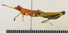 CollectionObject 1518364; cb83db56-2445-4f1c-aeb3-f20274554074: male, lateral view (holotype). (CollectionObject).