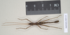 Dinophasma kinabaluense Bragg, 2001: copyright Natural History Museum, London. male (paratype). (Otu).