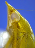 Head on Carapona eximia (DeLong & Freytag, 1975): Male [DZRJ]: head, pronotum and mesonotum, lateral view. (Observation).