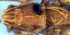 Idiostatus birchimi Rentz, 1973: male pronotum and tegmina, dorsal view (paratype). (Otu).