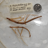 CollectionObject 1561833; 00c08fba-2451-4c49-a98b-b1b8ca6212cc: copyright NZSI, Calcutta. male and female (syntypes). (CollectionObject).;CollectionObject 1561834; 0bb9d4e8-c138-480b-9a94-e9df76319011: copyright NZSI, Calcutta. male and female (syntypes). (CollectionObject).
