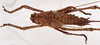 female, dorsal view (syntype). Depicts CollectionObject 1534679; f81ecc9e-18df-4391-ac24-8605e4498df7, a CollectionObject.