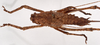 CollectionObject 1534679; f81ecc9e-18df-4391-ac24-8605e4498df7: female, dorsal view (syntype). (CollectionObject).